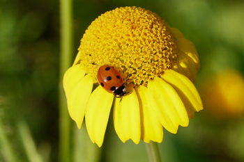 Ladybird Daisy This macro photograph shows a ladybird on a yellow daisy flower during the early morning in summer. The main subject of the image is the ladybird daisy, with vibrant yellow petals and a central flower head, surrounded by soft green background tones. Plants and insects are clearly visible, emphasizing the interaction between flora and fauna. The image captures the details of the yellow daisy and the ladybird, illustrating the presence of flowers and pollinating insects in a natural setting. There are no prominent landmarks present, and the focus remains on the summer plants and the macro perspective of the ladybird on the yellow daisy.